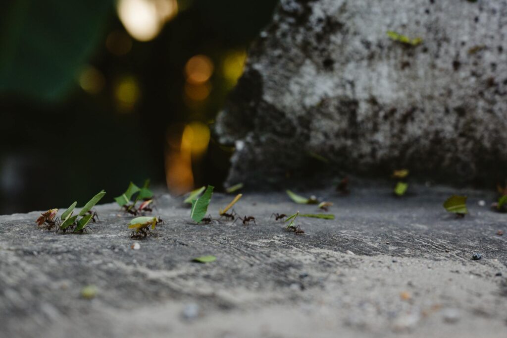 ANTS et permis de conduire : toutes les démarches en ligne - Photo par Sebastian Luna