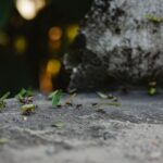 ANTS et permis de conduire : toutes les démarches en ligne
